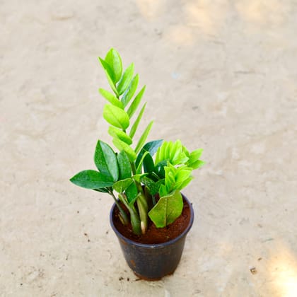 Buy Zz Green in 6 Inch Nursery Pot Online | Urvann.com