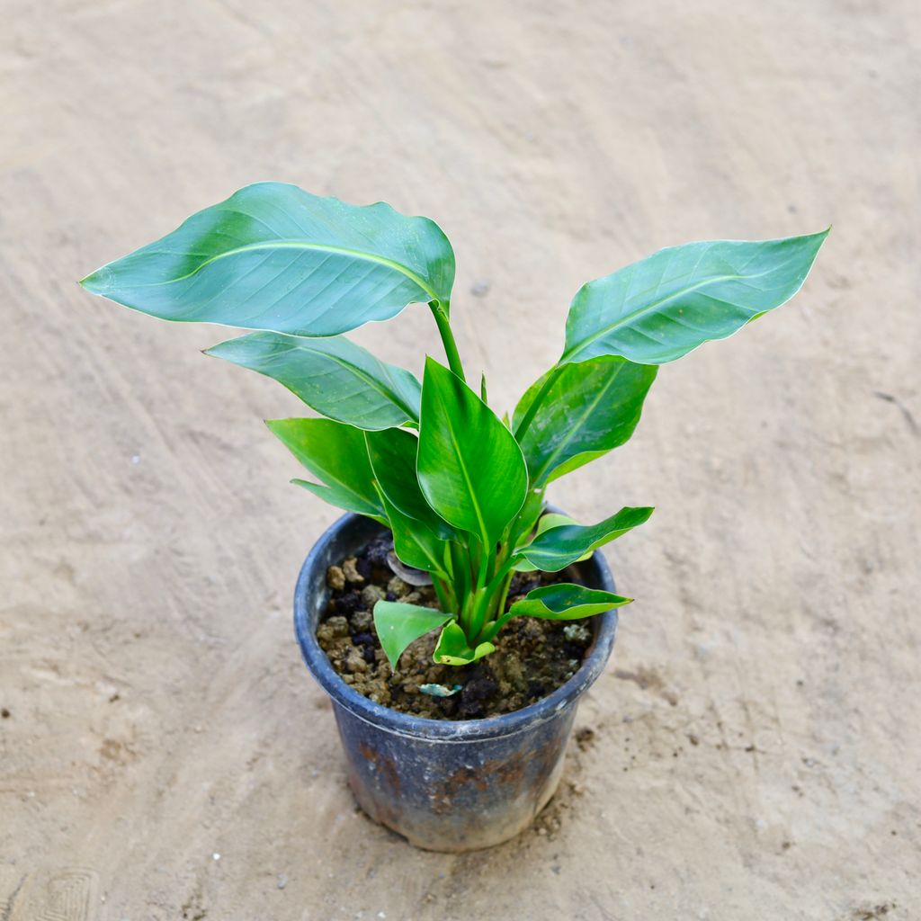 Bird of Paradise in 8 Inch Nursery Pot