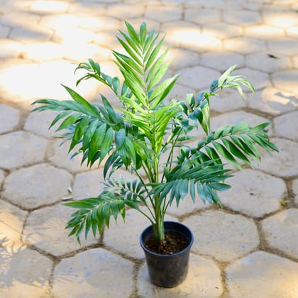 Buy Chamaedorea Elegans Palm in 5 Inch Nursery Pot Online | Urvann.com