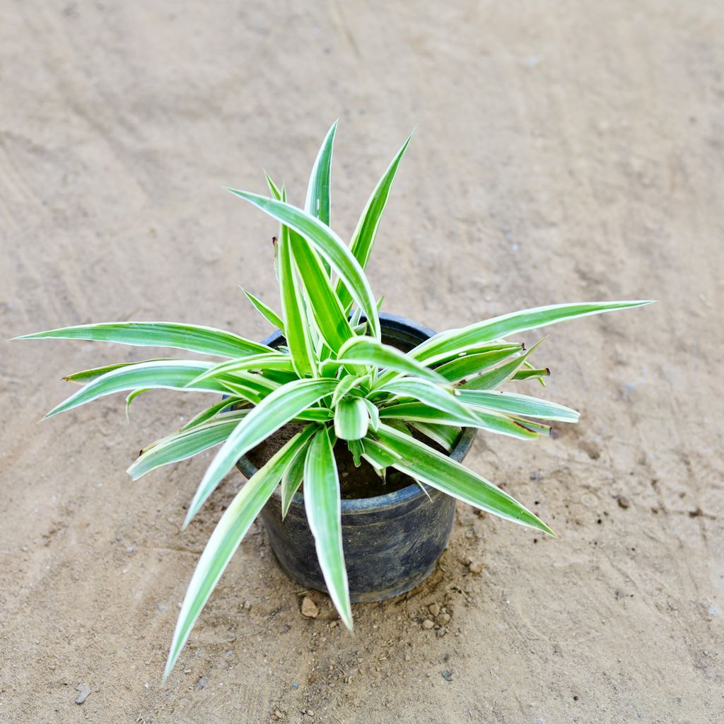 Spider Plant in 6 Inch Nursery Pot