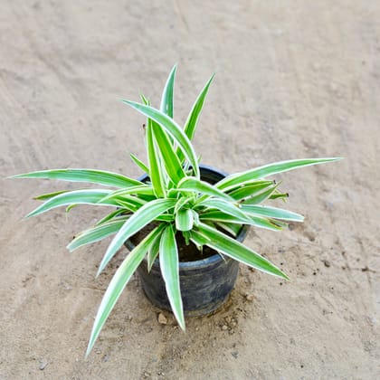 Buy Spider Plant in 6 Inch Nursery Pot Online | Urvann.com