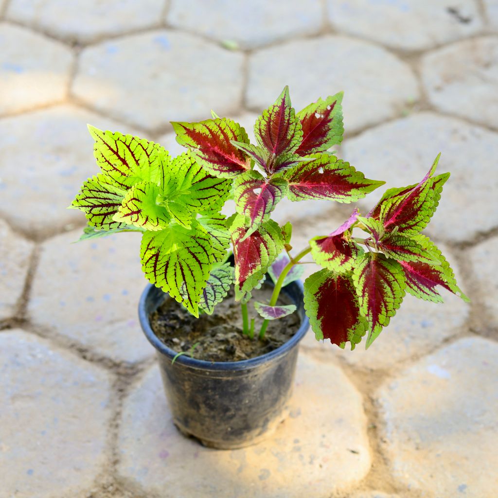 Coleus in 6 Inch Nursery Pot