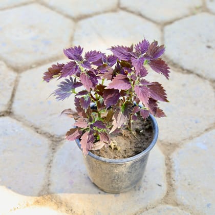 Buy Coleus Green in 6 Inch Nursery Pot Online | Urvann.com