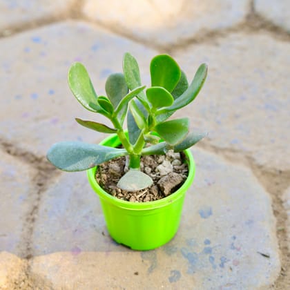 Buy Crassula Money Tree Lucky Plant in 4 Inch Nursery Pot Online | Urvann.com