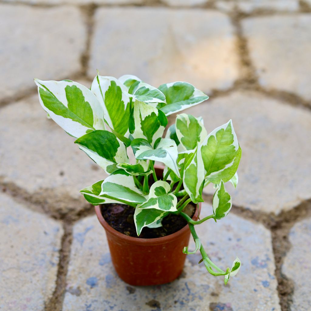 Money Plant N'joy in 4 Inch Nursery Pot