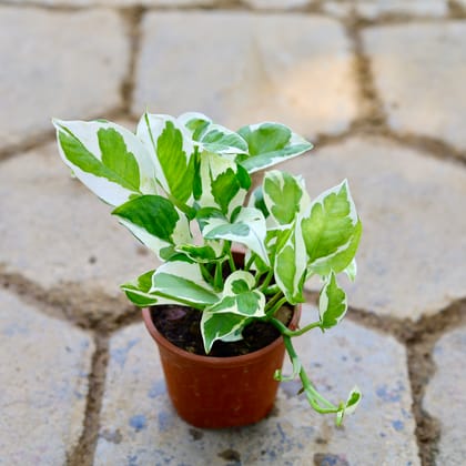 Buy Money Plant N'joy in 4 Inch Nursery Pot Online | Urvann.com