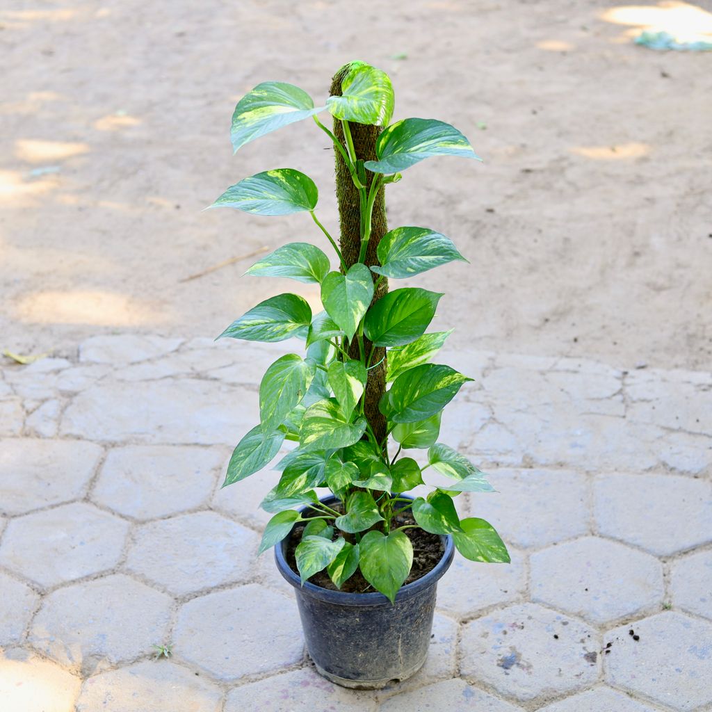 Money Plant with 3 Ft Moss Stick in 10 Inch Nursery Pot