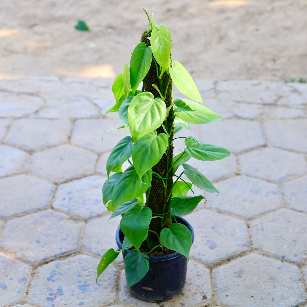 Oxycardium Golden with 2 Ft Moss Stick in 7 Inch Nursery Pot