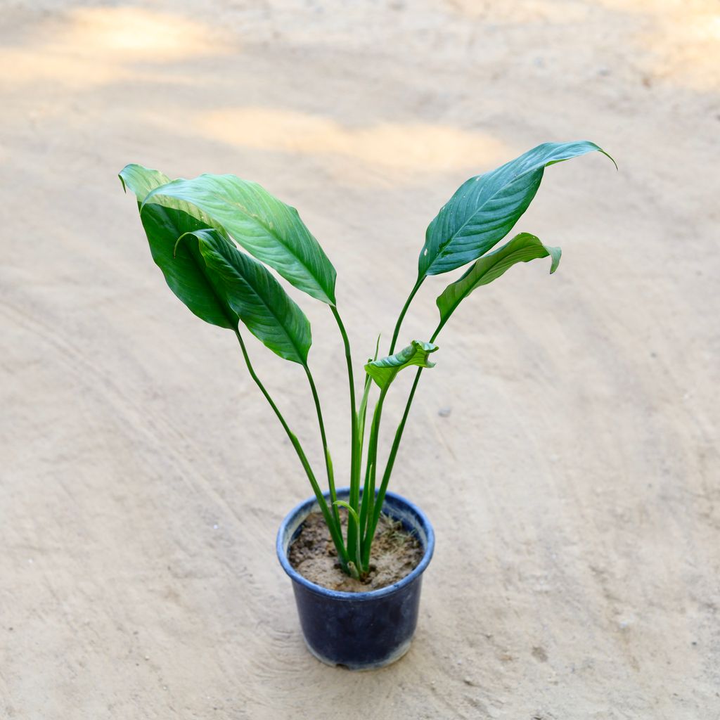 Peace Lilly (Without Flower) in 6 Inch Nursery Pot