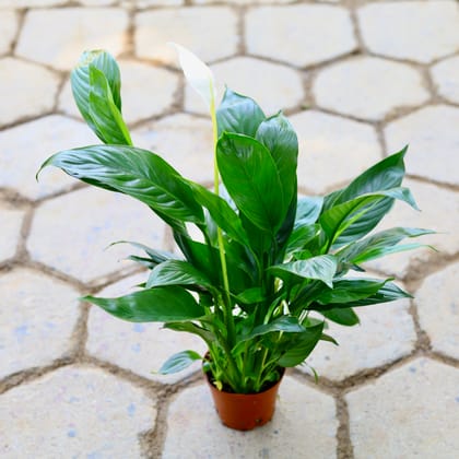 Buy Peace Lilly Imported in 4 Inch Nursery Pot Online | Urvann.com