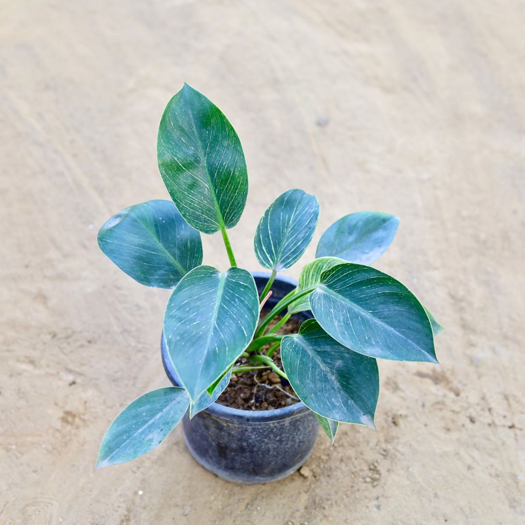 Philodendron Birkin in 6 Inch Nursery Pot