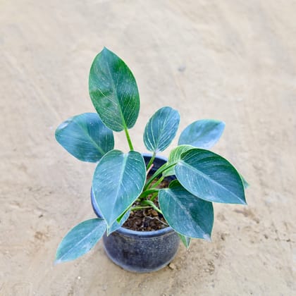 Buy Philodendron Birkin in 6 Inch Nursery Pot Online | Urvann.com