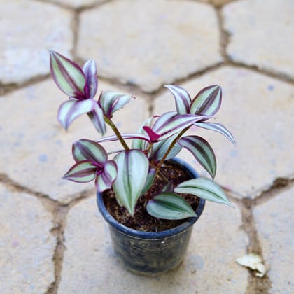 Buy Wandering Jew in 4 Inch Nursery Pot Online | Urvann.com