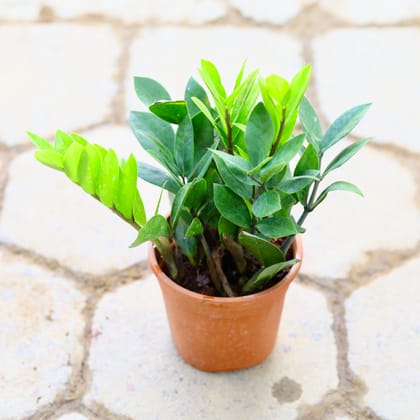 Buy Zz Green in 5 Inch Nursery Pot Online | Urvann.com