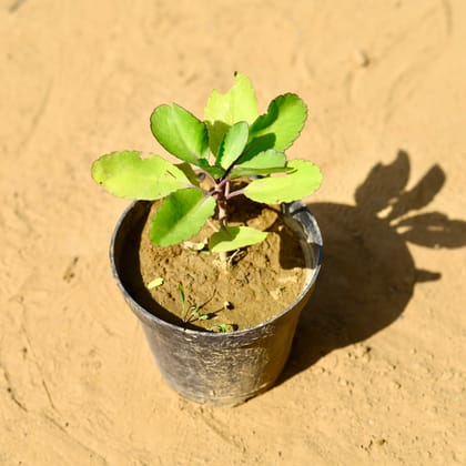 Buy Kalanchoe pinnata in 6 Inch Nursery Pot Online | Urvann.com