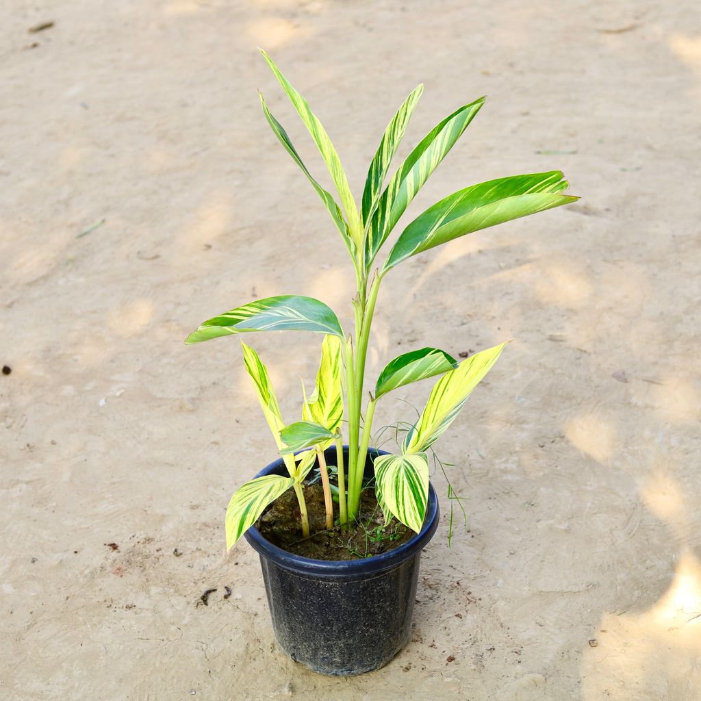 Alpinia (~ 1.5 Ft) in 8 Inch Nursery Pot