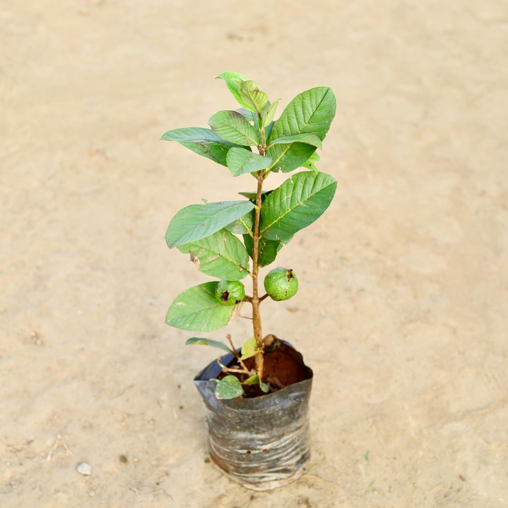 Amrood / Guava (~ 1.5 Ft) in 10 Inch Nursery bag