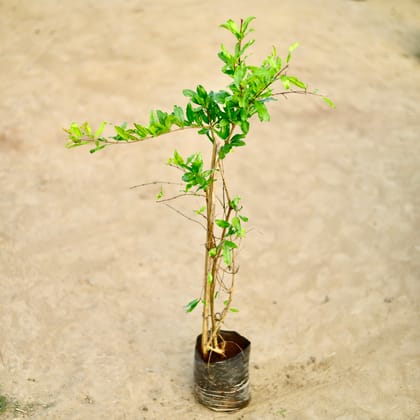 Buy Anar / Pomegranate (~ 2.5 Ft) in 8 Inch Nursery bag Online | Urvann.com