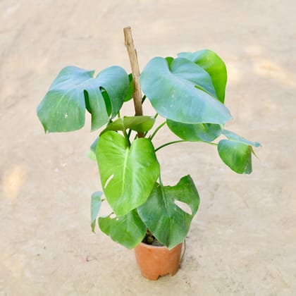 Buy Monstera Begonia (~ 2 Ft) in 8 Inch Nursery Pot Online | Urvann.com