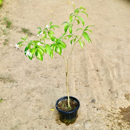 Buy Chandni in 8 Inch Nursery Pot Online | Urvann.com