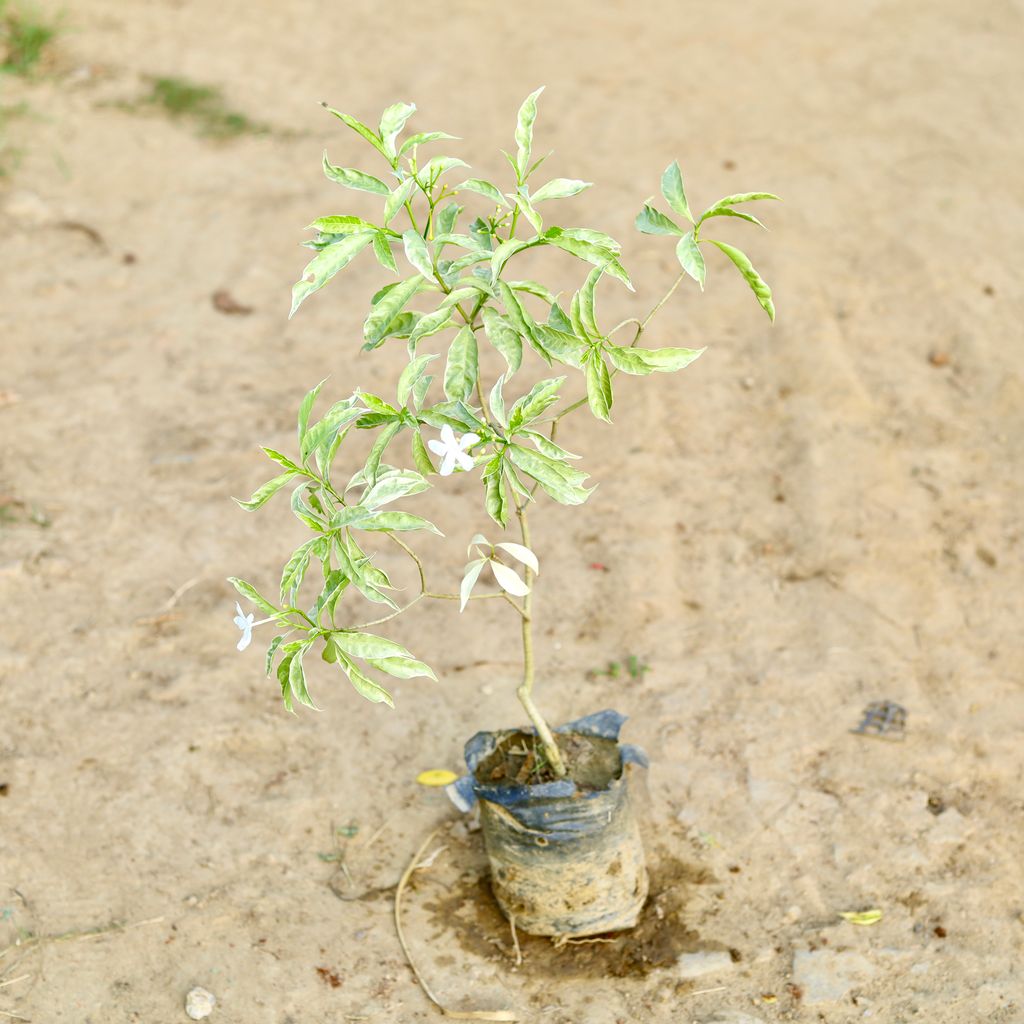 Chandni Variegated (~ 1 Ft) in 7 Inch Nursery bag