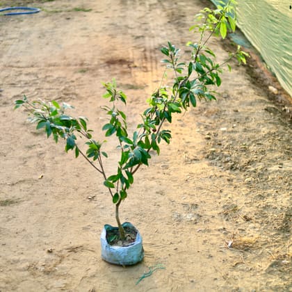 Buy Chiku / Sapodilla (~ 4 Ft) in 10 Inch Nursery bag Online | Urvann.com