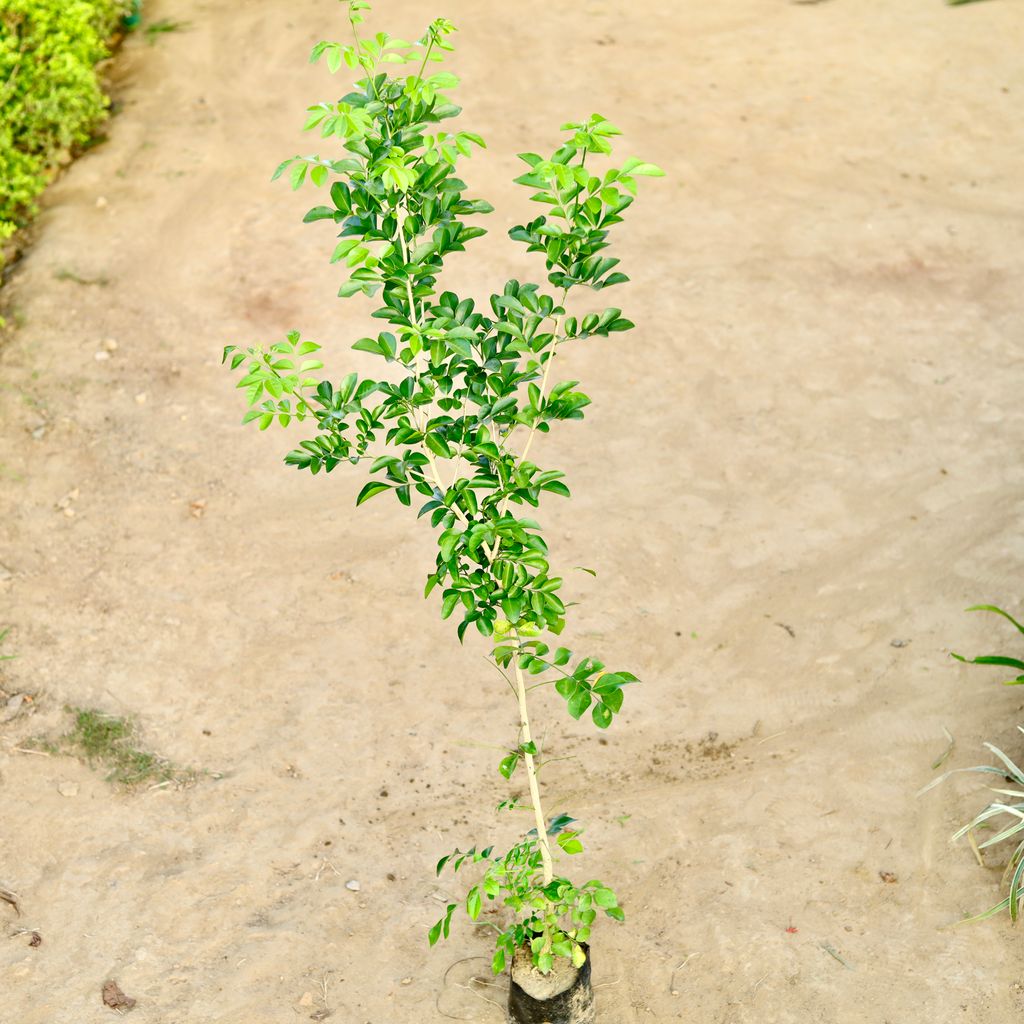 Madhu Kamini / Murraya (~ 2 Ft) in 7 Inch Nursery bag