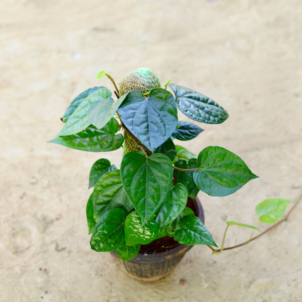 Paan / Betal Leaf in 6 Inch Nursery Pot