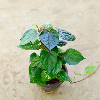 Buy Paan / Betal Leaf in 6 Inch Nursery Pot Online | Urvann.com