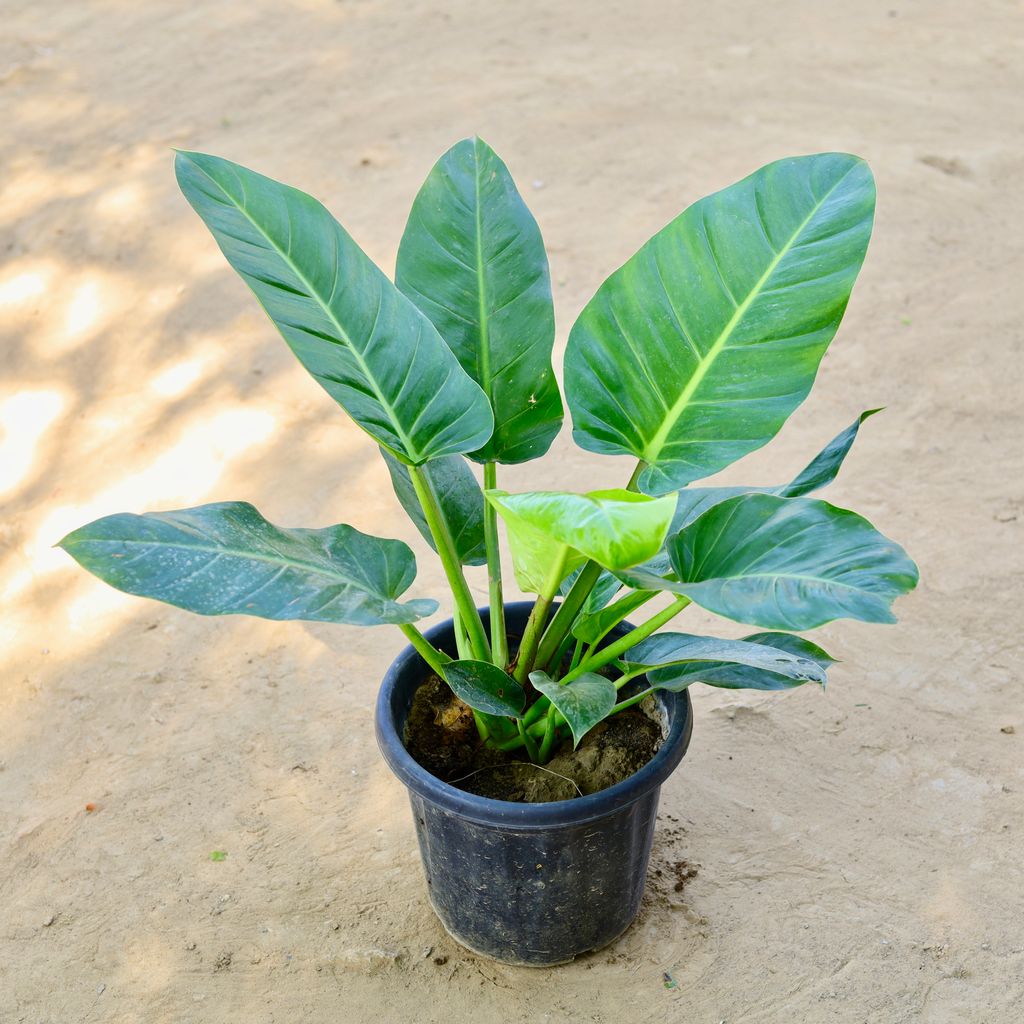 Philodendron Imperial Green in 10 Inch Nursery bag