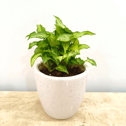 Buy Air Purifying Syngoniums in Classy Ceramics - Minimum order 50 pcs. Online | Urvann.com