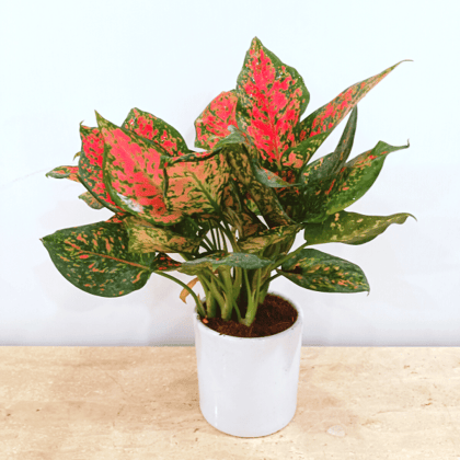 Premium Pink Aglaonema in Beautiful Ceramics Pots - Minimum order 50 pcs.