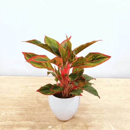 Premium Aglaonema In Classy Ceramics - Minimum order 50 pcs.