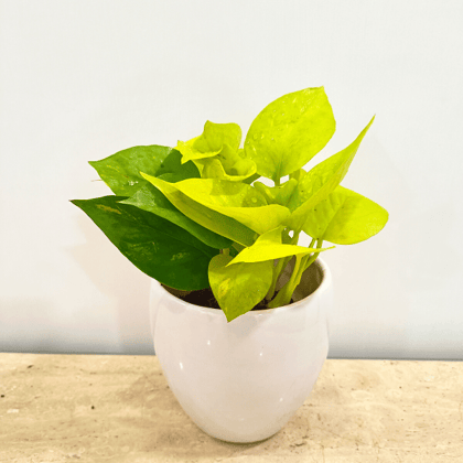 Golden Money Plant in Classy Ceramics - Minimum order 50 pcs.