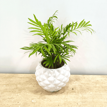 Table Palm In Classy Ceramics - Minimum order 50 pcs.