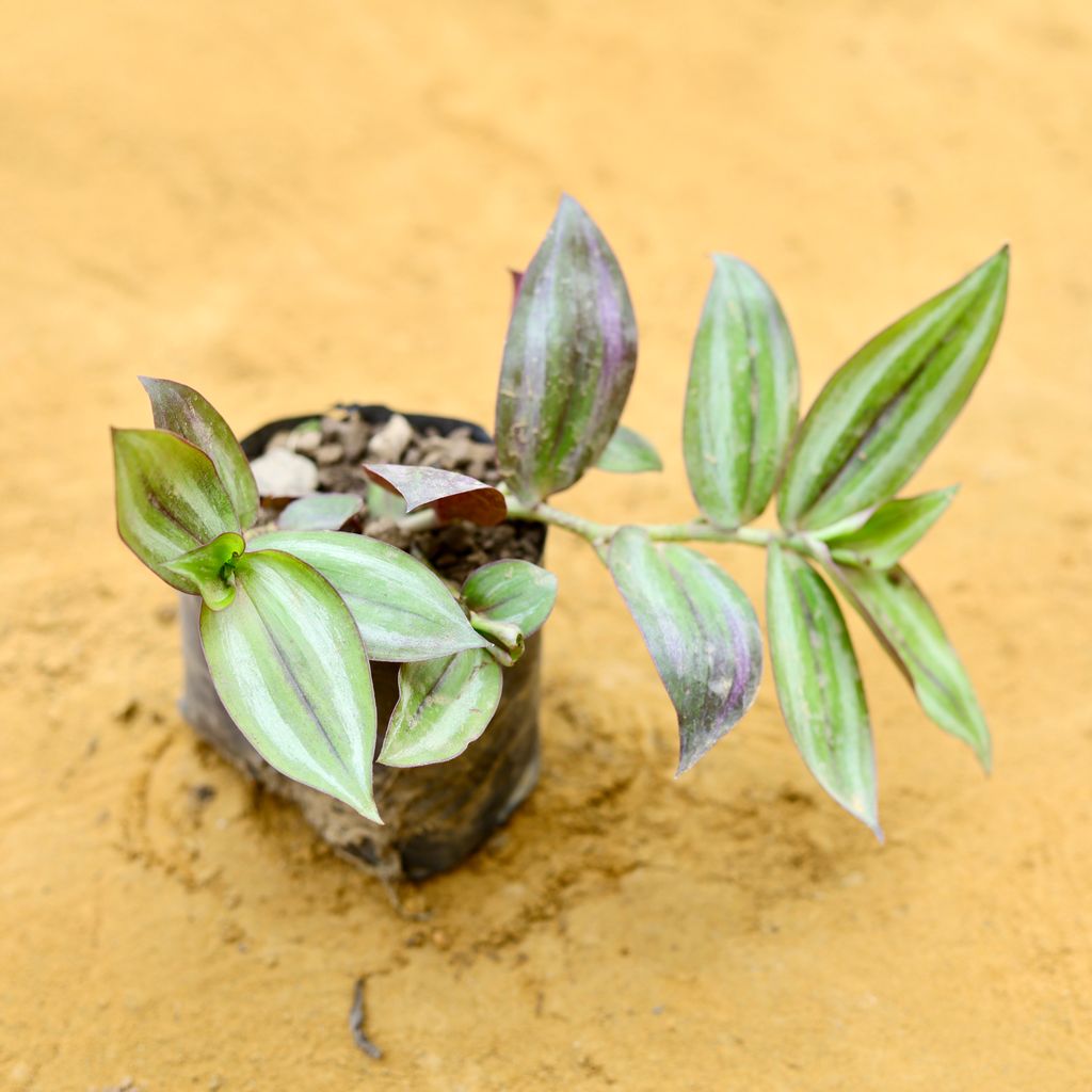 Wandering Jew White in 3 inch Nursery bag