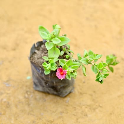 Buy Baby sun rose (any colour) in 3 inch Nursery Bag Online | Urvann.com