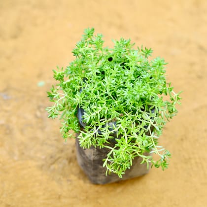 Buy Moss Green Succulent in 3 inch Nursery Bag Online | Urvann.com