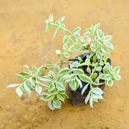 Buy Baby Sun Rose Variegated (any colour) in 3 inch Nursery bag Online | Urvann.com