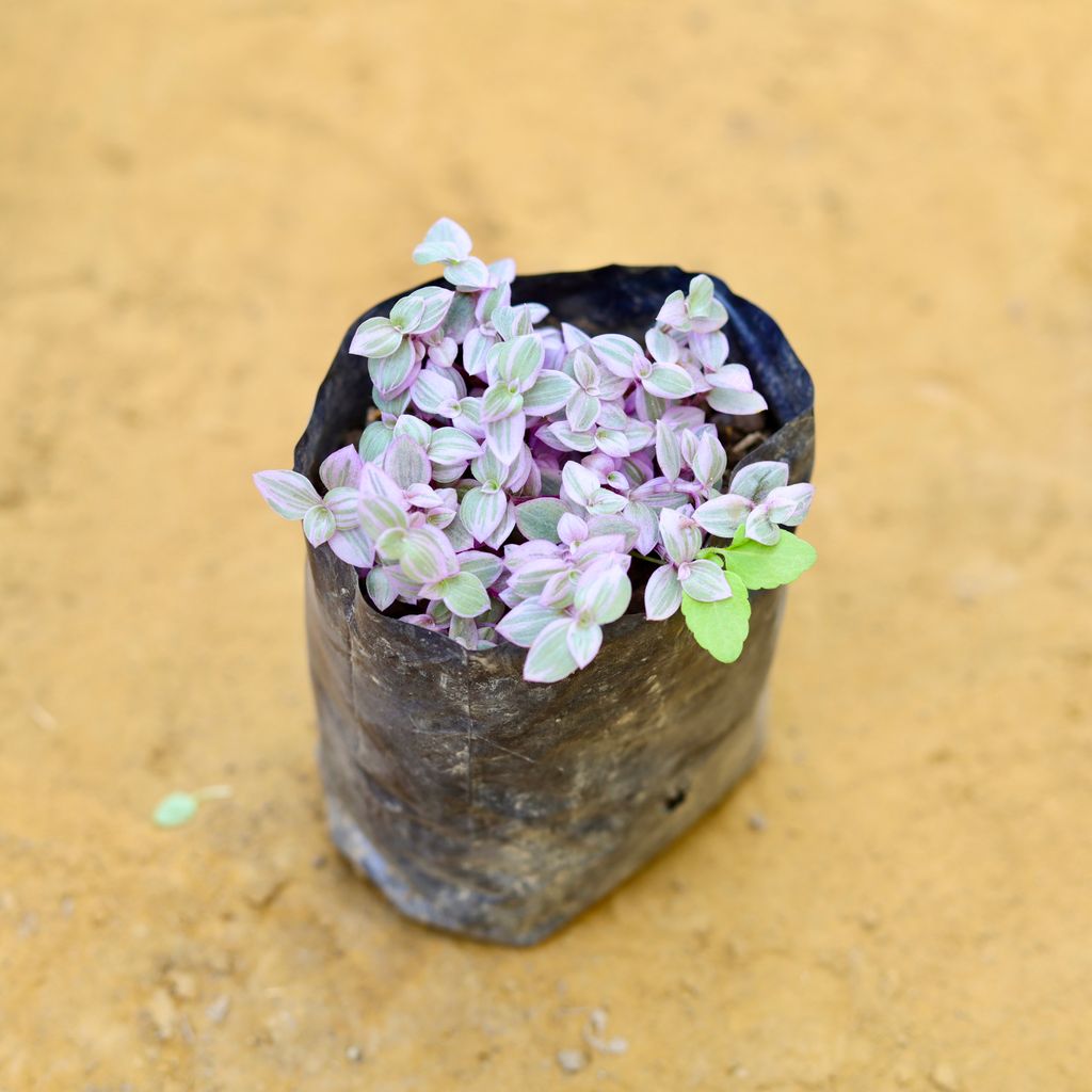 Lady Pink Succulent in 4 inch Nursery Bag