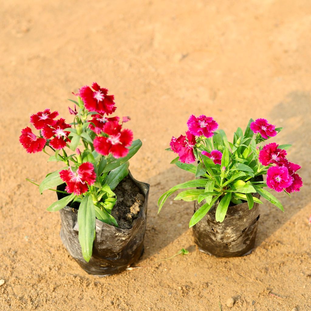 Set of 2 - Dianthus (any colour) in 4 Inch Nursery Bag