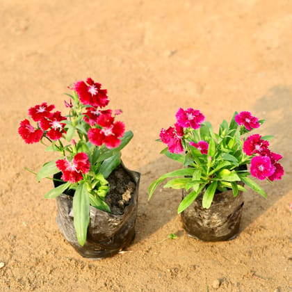 Set of 2 - Dianthus (any colour) in 4 Inch Nursery Bag