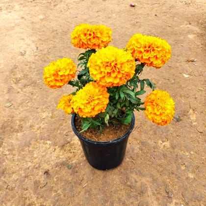 Marigold (any colour) in 6 Inch Nursery Pot