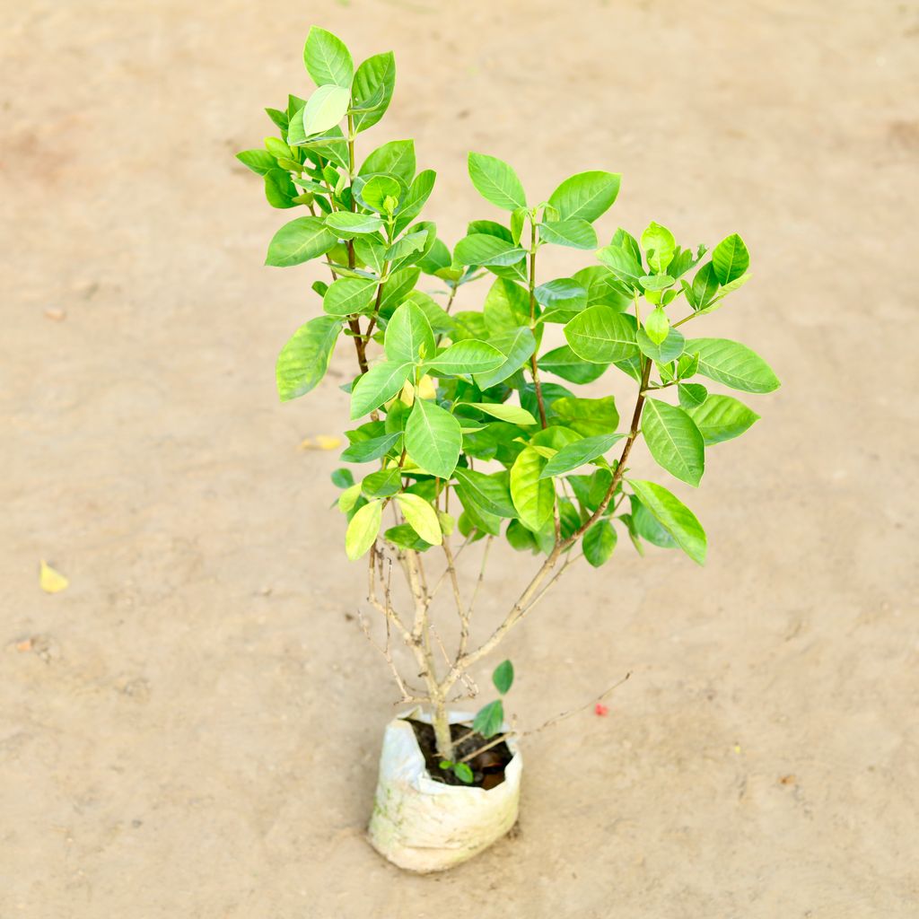 Gandhraaj / Gardenia (Any Colour) in 10 Inch Nursery bag