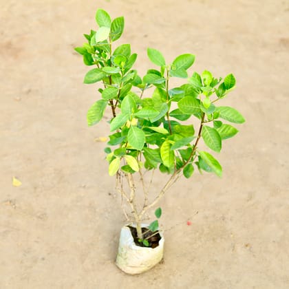 Buy Gandhraaj / Gardenia (Any Colour) in 10 Inch Nursery bag Online | Urvann.com