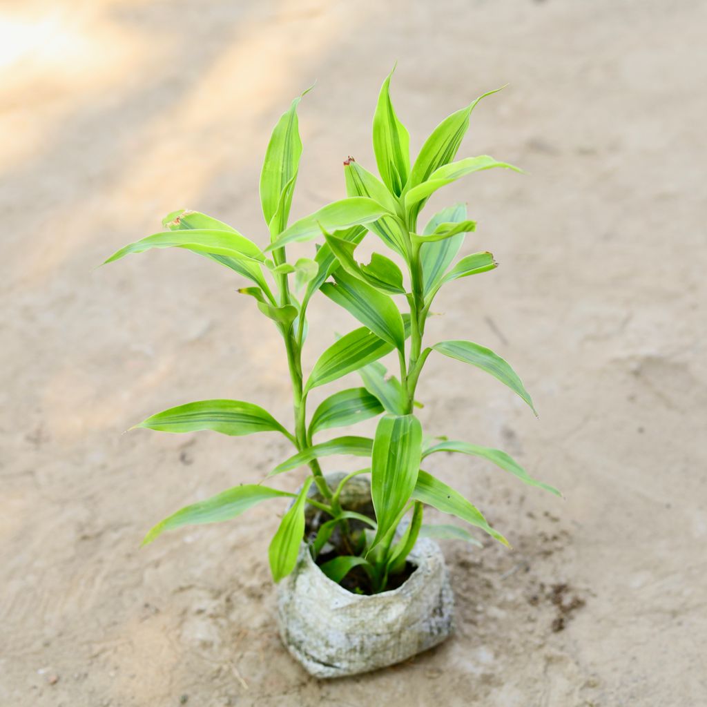 Lucky Bamboo in 4 Inch Nursery bag