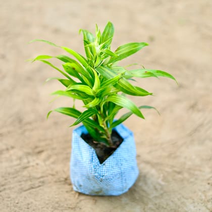 Buy Lucky Bamboo in 4 Inch Nursery bag Online | Urvann.com