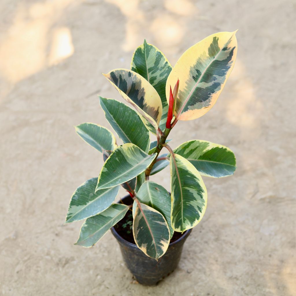 Rubber Variegated in 6 Inch Nursery bag