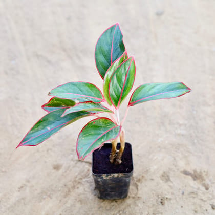 Buy Aglaonema Lipstick in 3 Inch Nursery Pot Online | Urvann.com