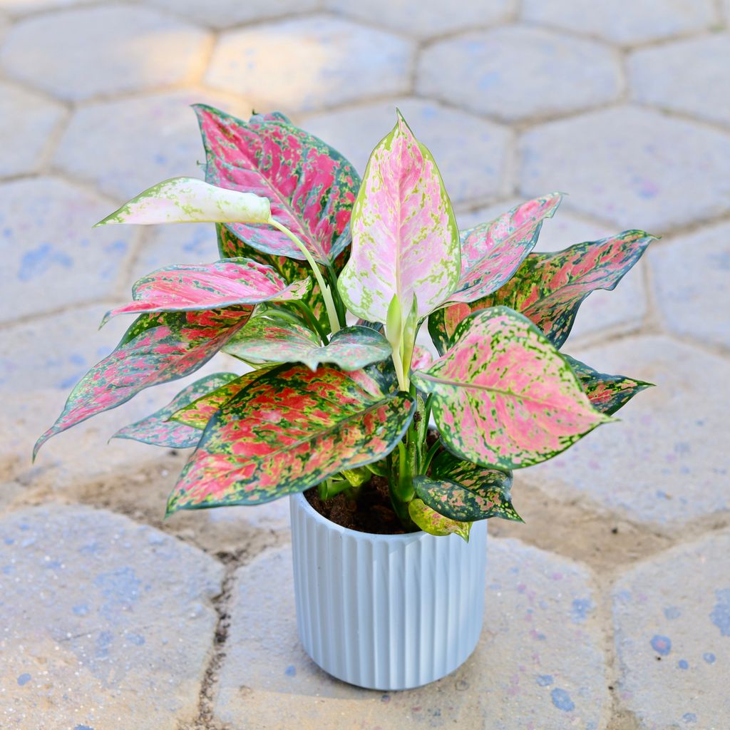 Aglaonema Pink Imported in 5 Inch Marble White Designer Glass Shaped Ceramic Pot